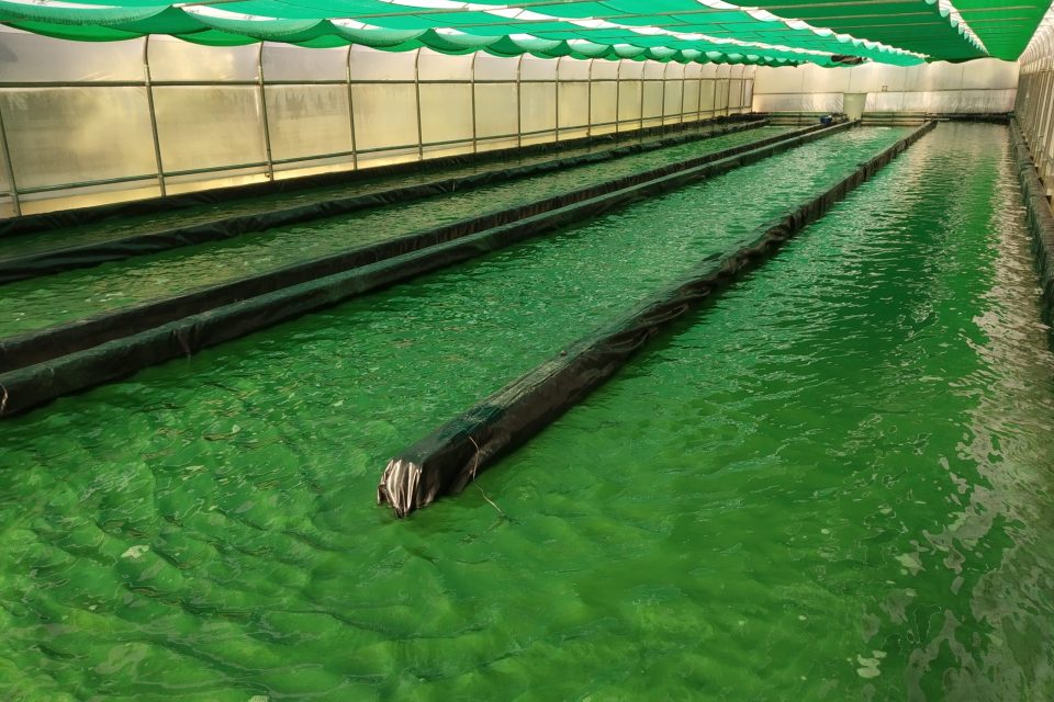 Piscinas de espirulina